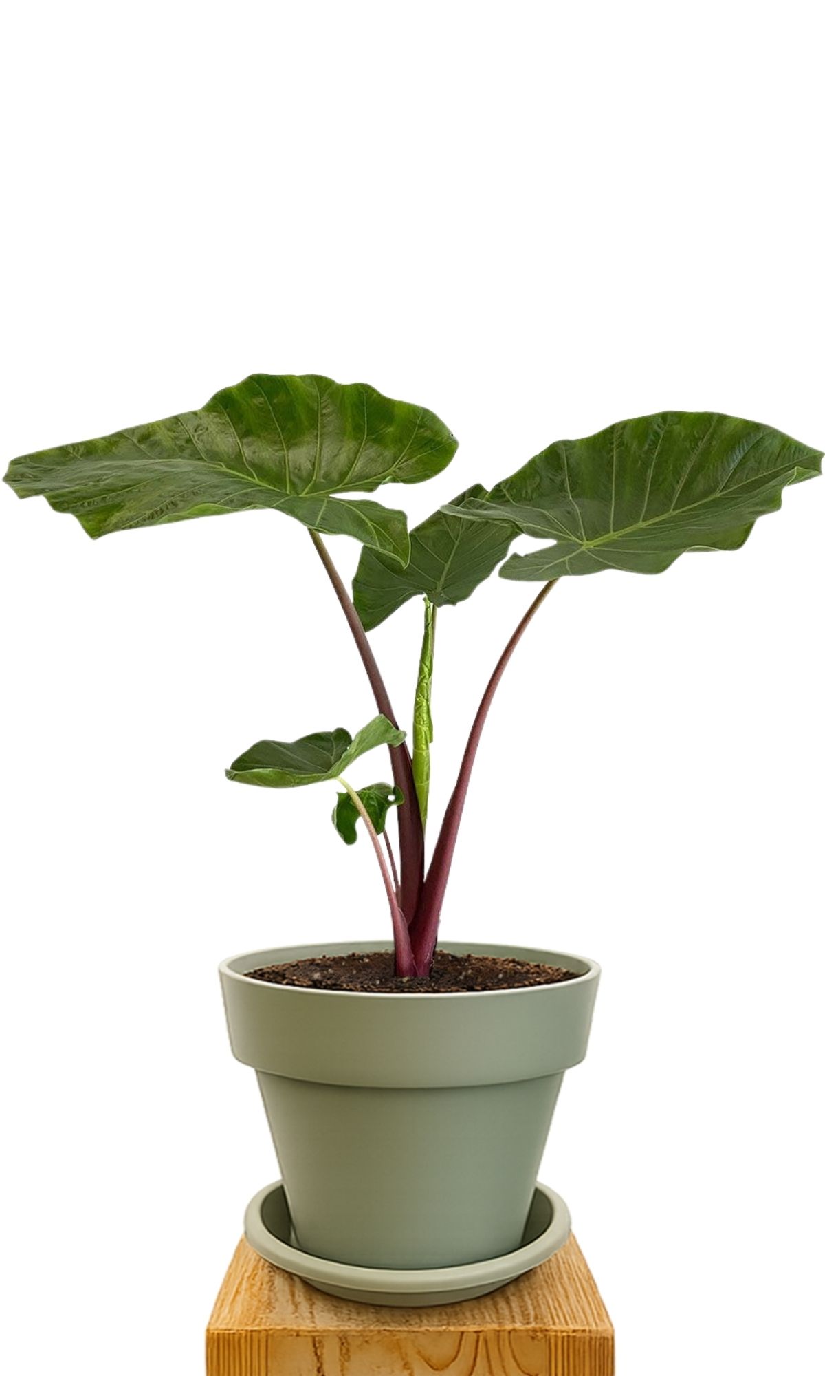 Plant kit 30 Green